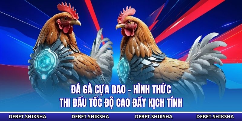 Đá gà cựa dao